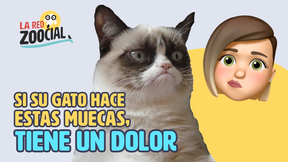 ¿Cuánto dolor siente su gato?