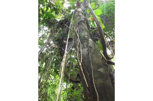 Vegetación del Parque Nacional Yasuní (Ecuador). EFE / César Muñoz Acebes
