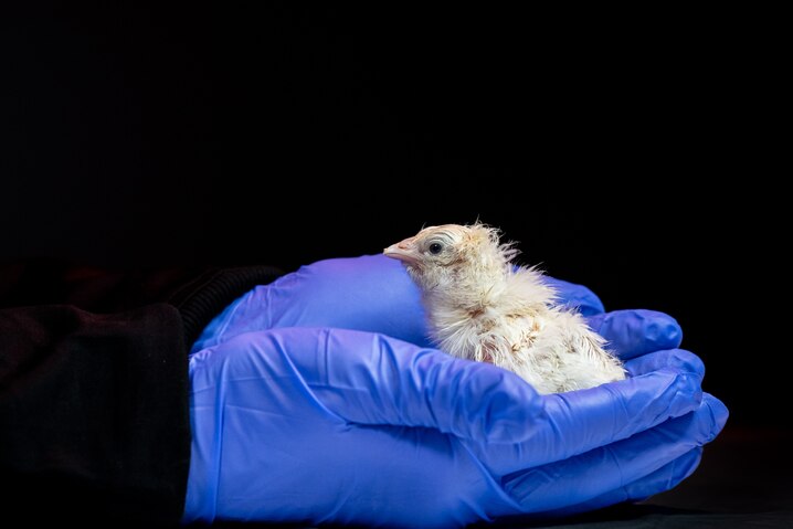 ¿Podría este huevo sintético devolver a la vida a aves extintas? La comunidad científica pide cautela