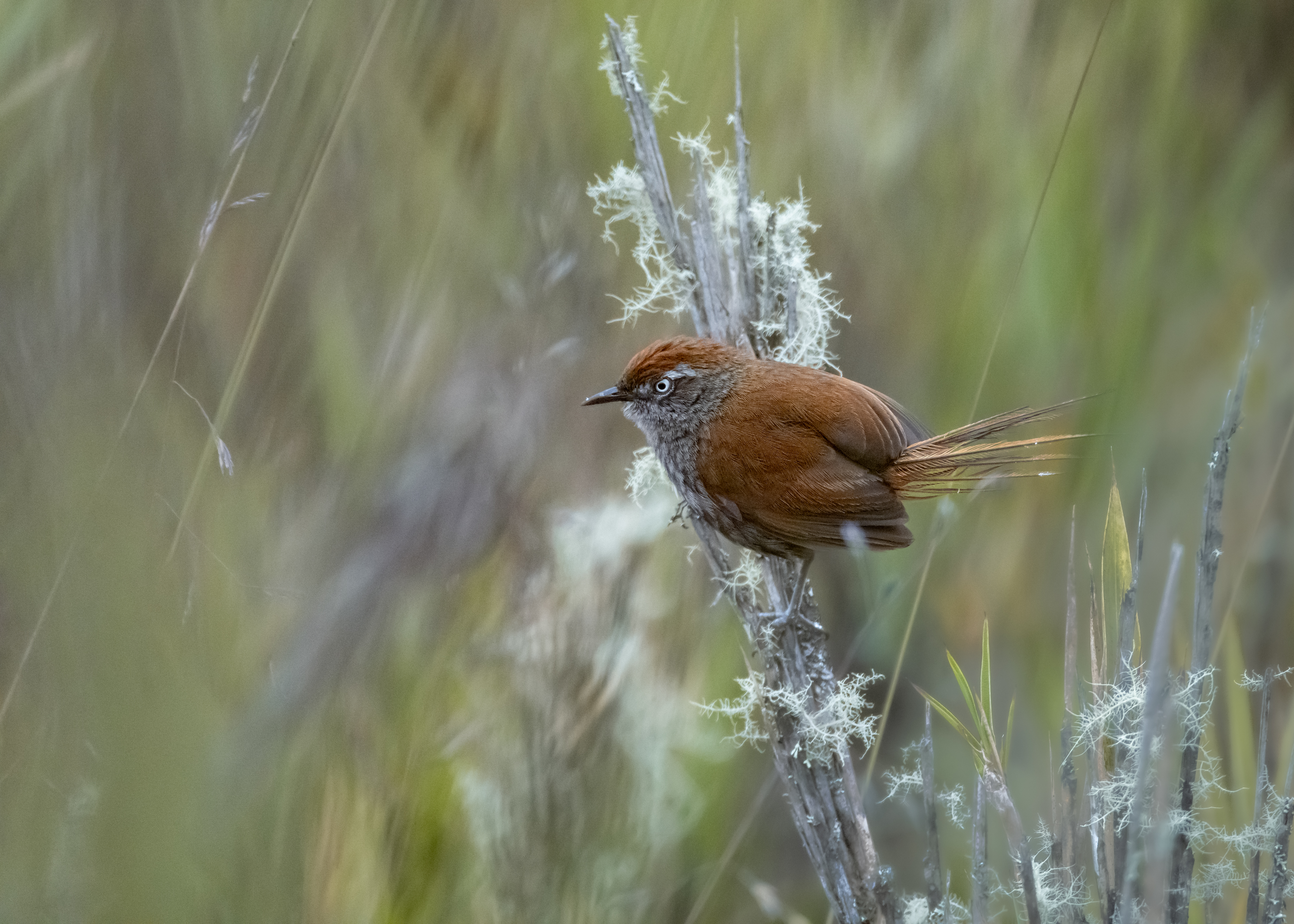 Se estima que los páramos albergan cerca de 154 de aves.