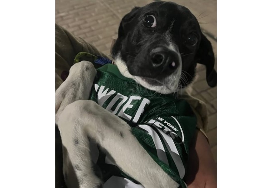 Luna, perrita que casi se ahoga, fue adoptada y su familia la devolvió al refugio