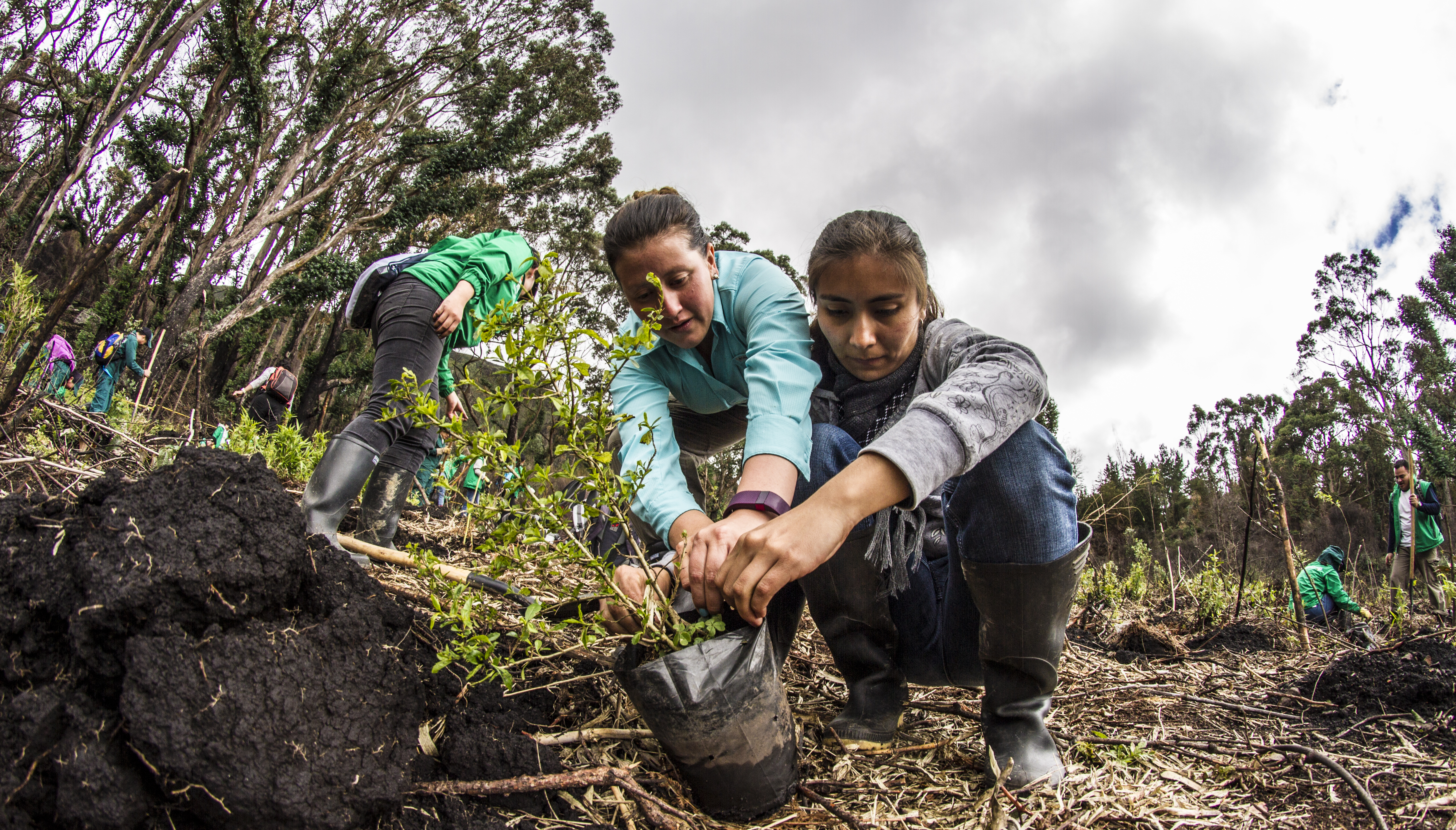 Se plantarán 180 árboles en conmemoración del Día de la mujer en Bogotá