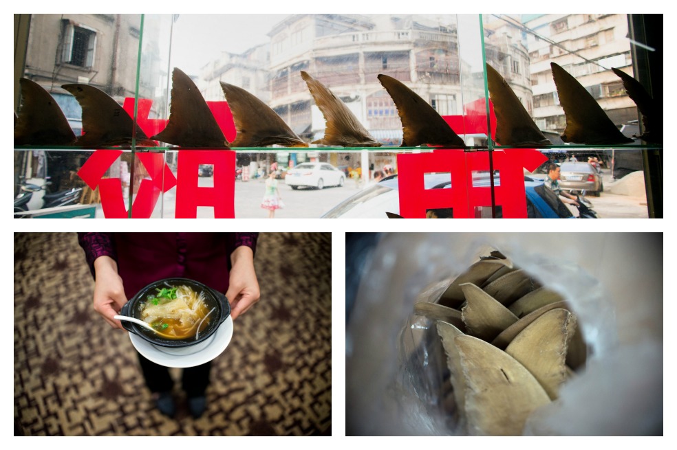 Sopa de aleta de tiburón, especialidad china de lujo
