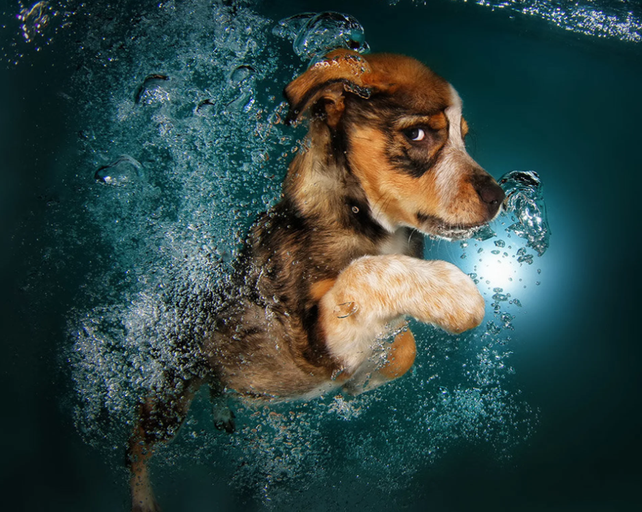 Este fotógrafo capta divertidas escenas de perros bajo el agua