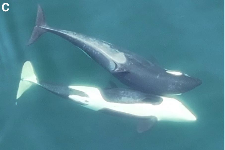 Científicos documentan a orcas fabricando y usando algas como herramientas para acicalarse