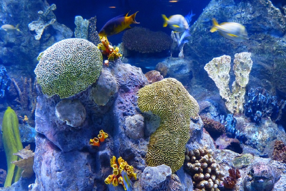 Puerto Rico restaura sus arrecifes de coral tras los huracanes