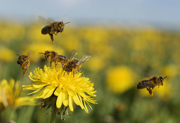 Un grupo de científicos descubre el equilibrio químico que anticipa cómo aprenden las abejas