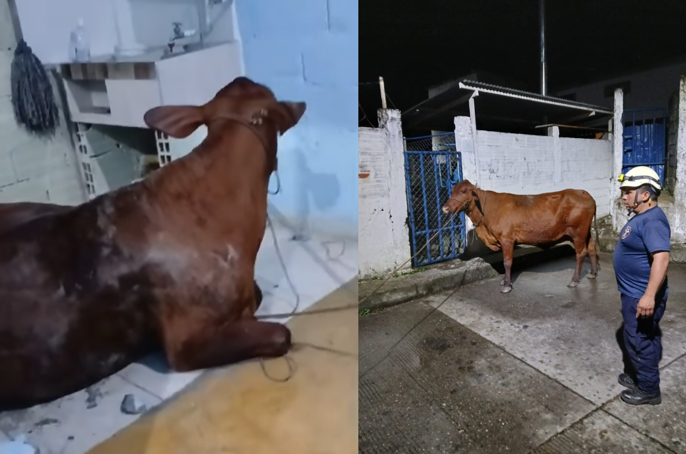 En plena madrugada, una vaca cae del techo y sorprende a una familia en Caldas