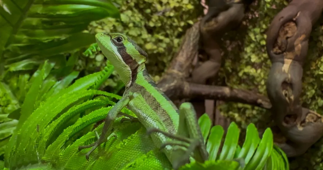 La especie es nativa de Centroamérica.