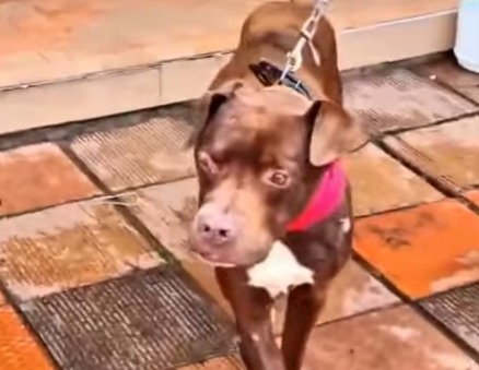 Maxi fue rescatado herido en el sur de Bogotá y hoy sueña con tener una familia