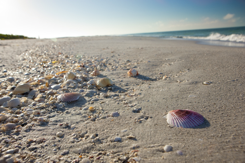 Fort Myers y Sanibel son famosas por sus playas cubiertas de conchas: aquí llegan más variedades que en ningún otro lugar de América del Norte.