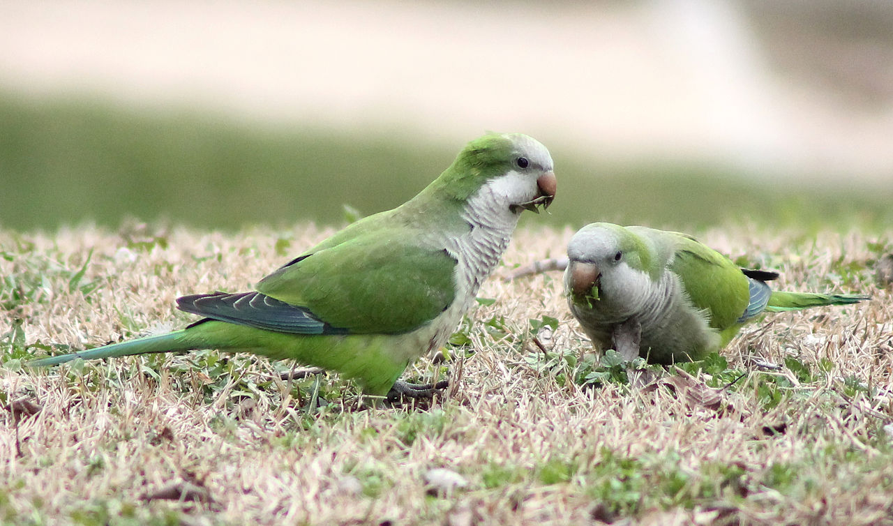 Así es cómo el comercio de mascotas impulsó la propagación de especies invasoras