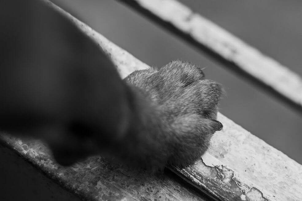 Plantón en La Candelaria para rechazar indignante caso de maltrato animal 