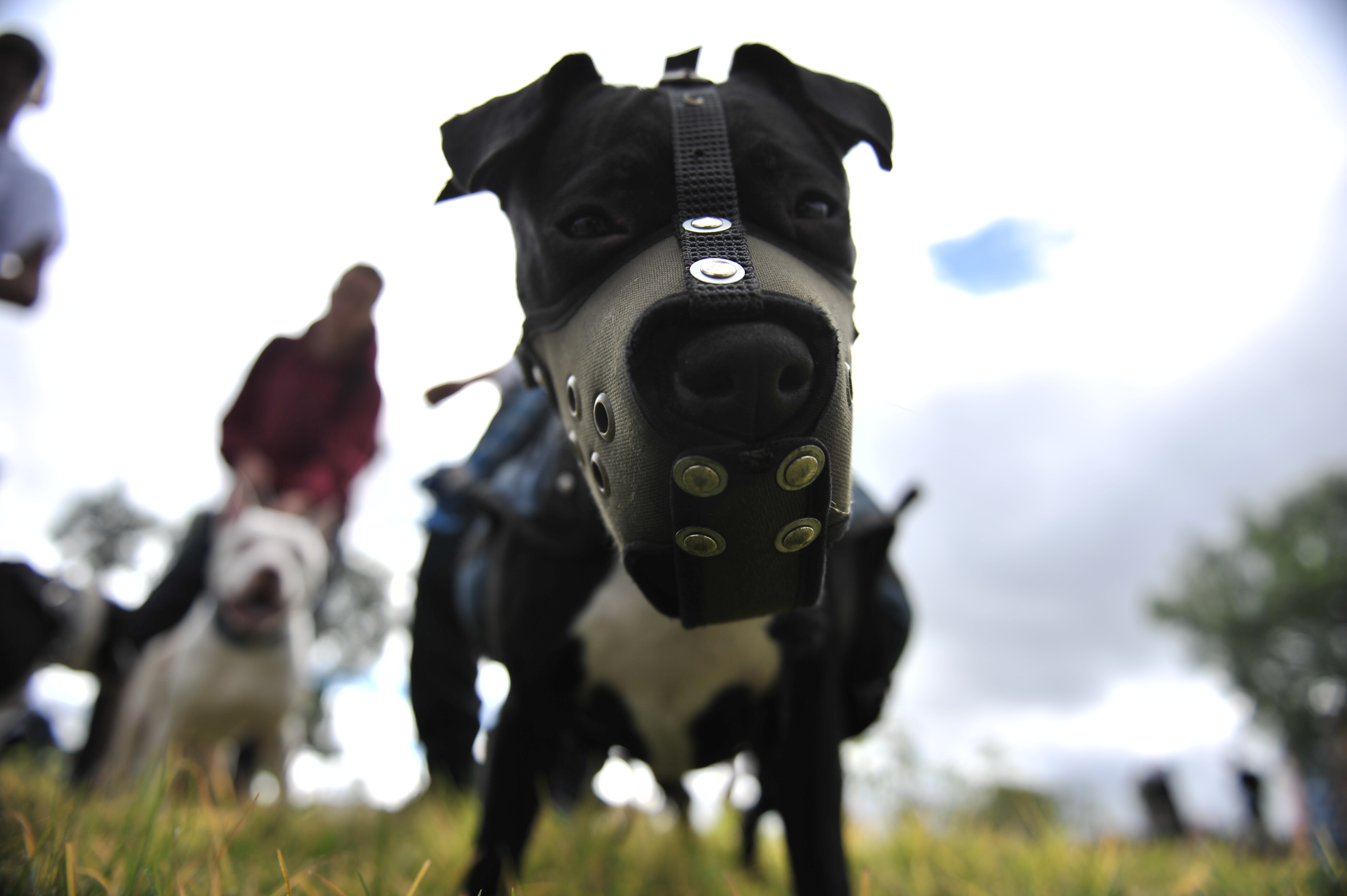 Perros de razas de manejo especial deben registrarse en Bogotá: ¿Qué significa?