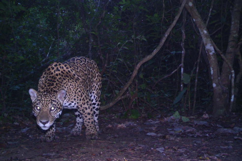 Para que se conserve el jaguar en Colombia son necesarios 17 mil kilómetros cuadrados.   / Fotos: Cortesía Panthera.