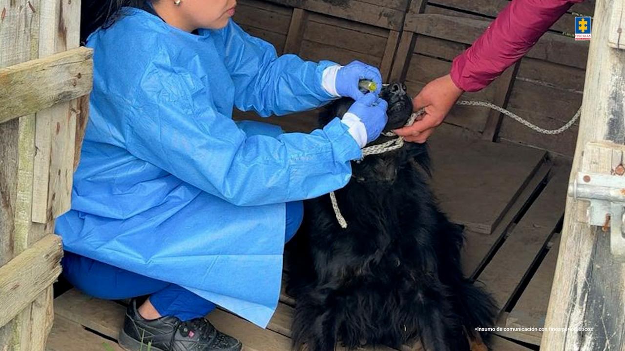 Descubren falso hogar de protección animal: los perros tenían lesiones y enfermedades