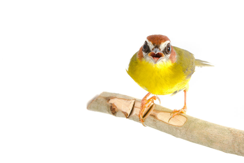 Colombia, campeona en avistamiento de aves en el Global Big Day