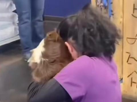 Video: la emotiva reacción de un perrito perdido al reencontrarse con su dueña