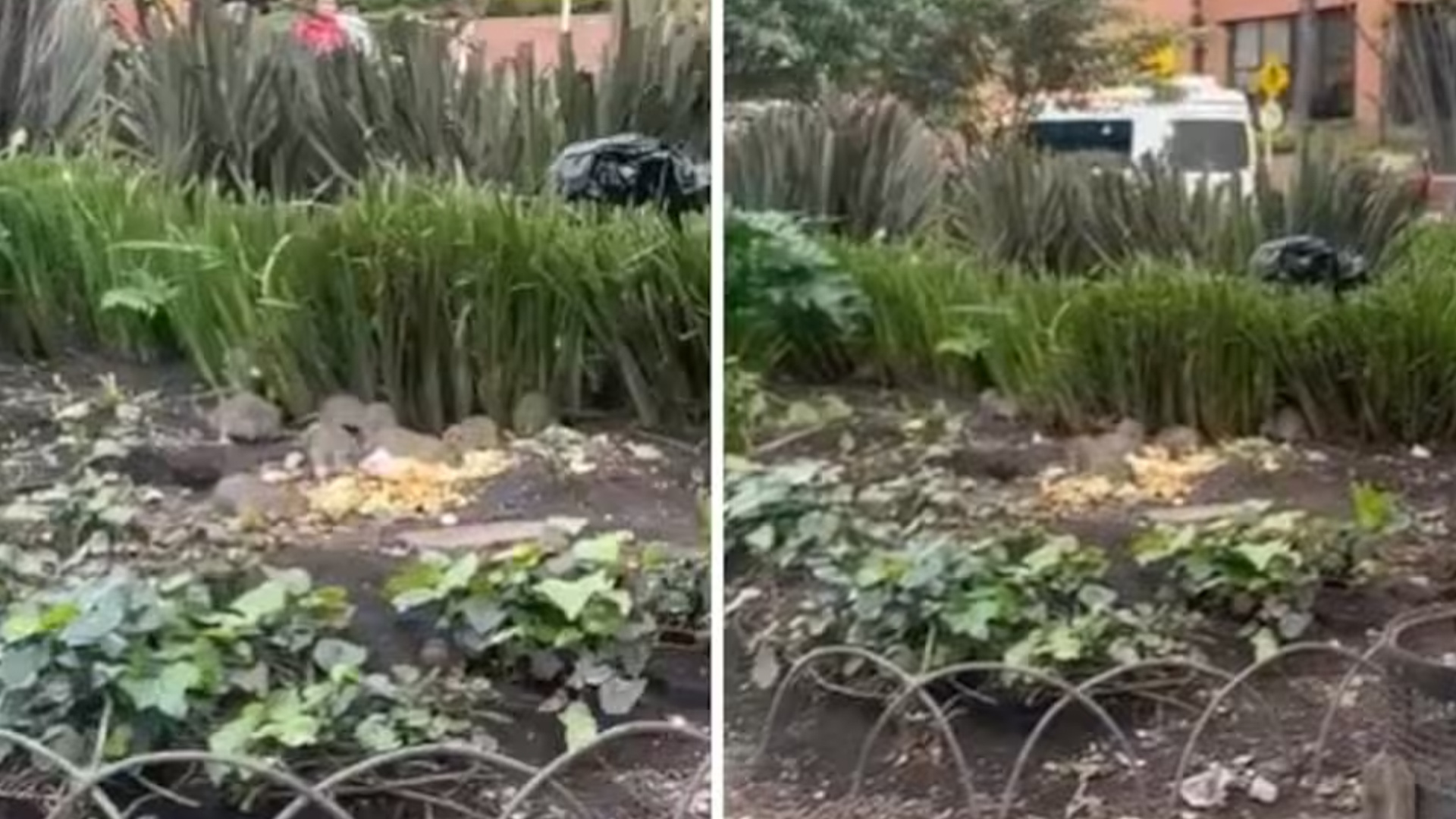 Crisis por ratas en Bogotá: ¿qué dice la Secretaría de Salud al respecto?