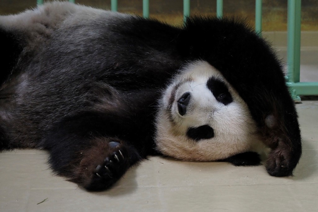 Huan Huan duerme dentro de su recinto antes de dar a luz.