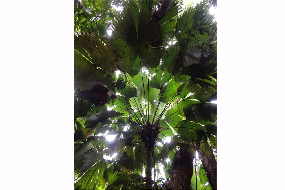 Colombia casi no conoce sus plantas