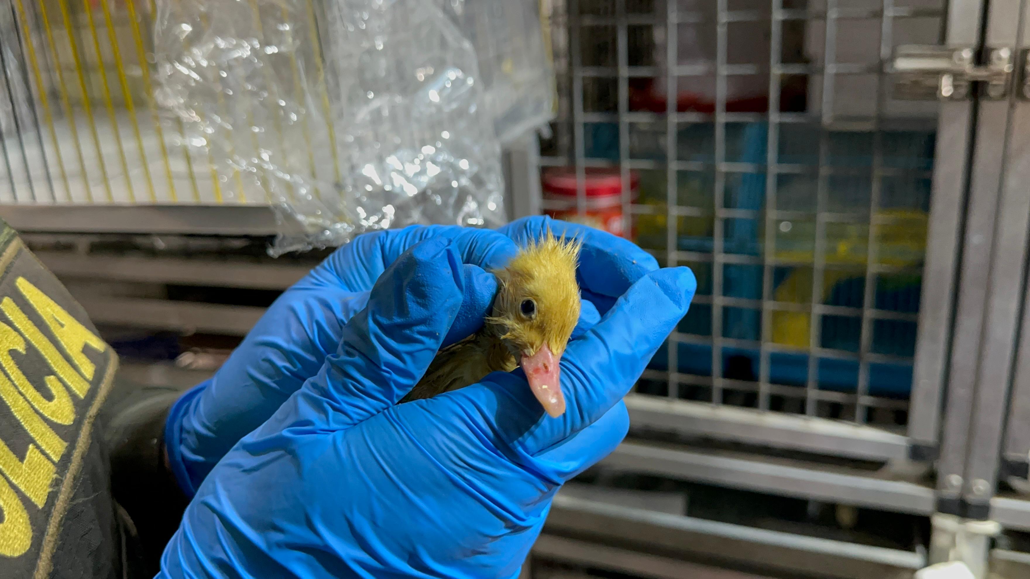 Medellín: Rescatan animales enfermos en plaza de mercado La Minorista