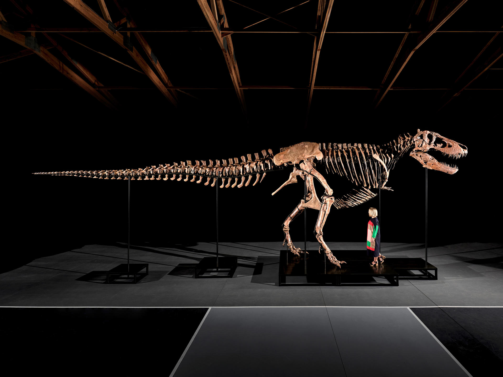 Entre una gran polémica, subastan un “Tyrannosaurus rex” por más de COP 150.000 millones