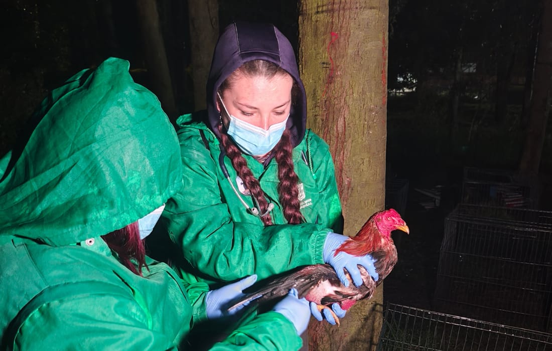Rescatan ocho gallos que serían usados para peleas en el norte de Bogotá