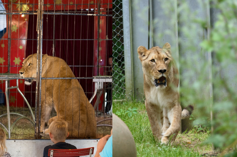 En Alemania: leona abandona las jaulas de un circo para conocer la libertad