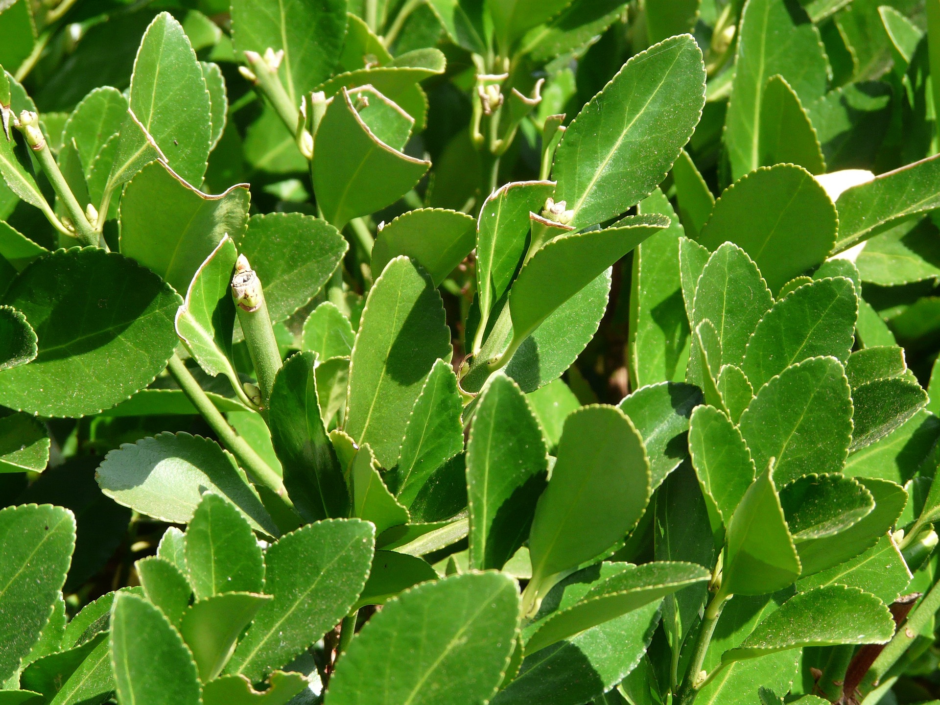 ¿Dónde poner el laurel en la casa? Cuidados de la planta
