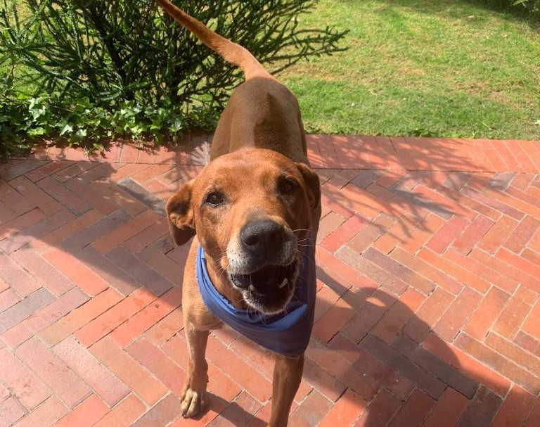 Perro que fue abandonado en una estación de servicio de gasolina busca un hogar