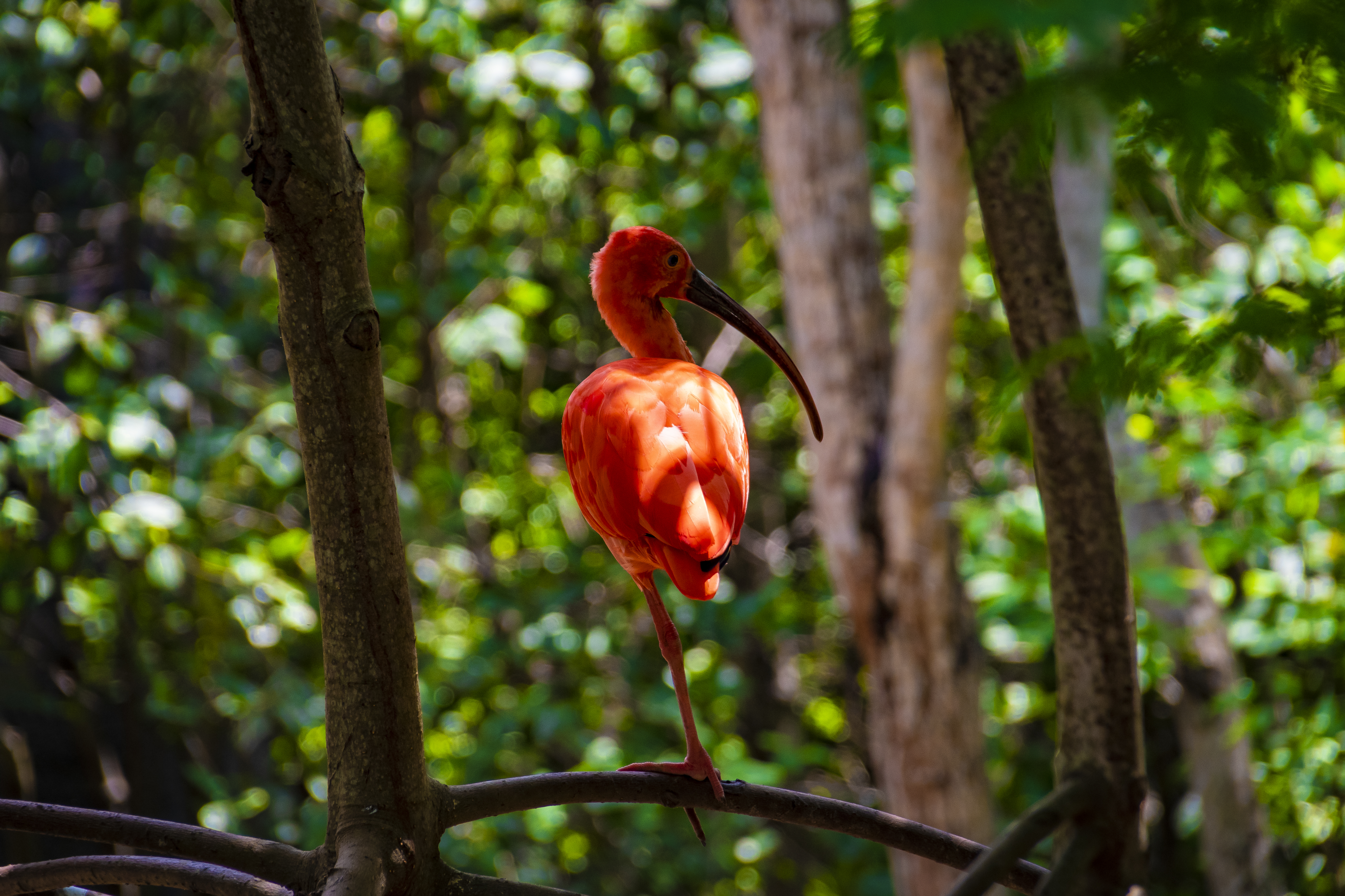 Biodiversidad y nueva licencia social 