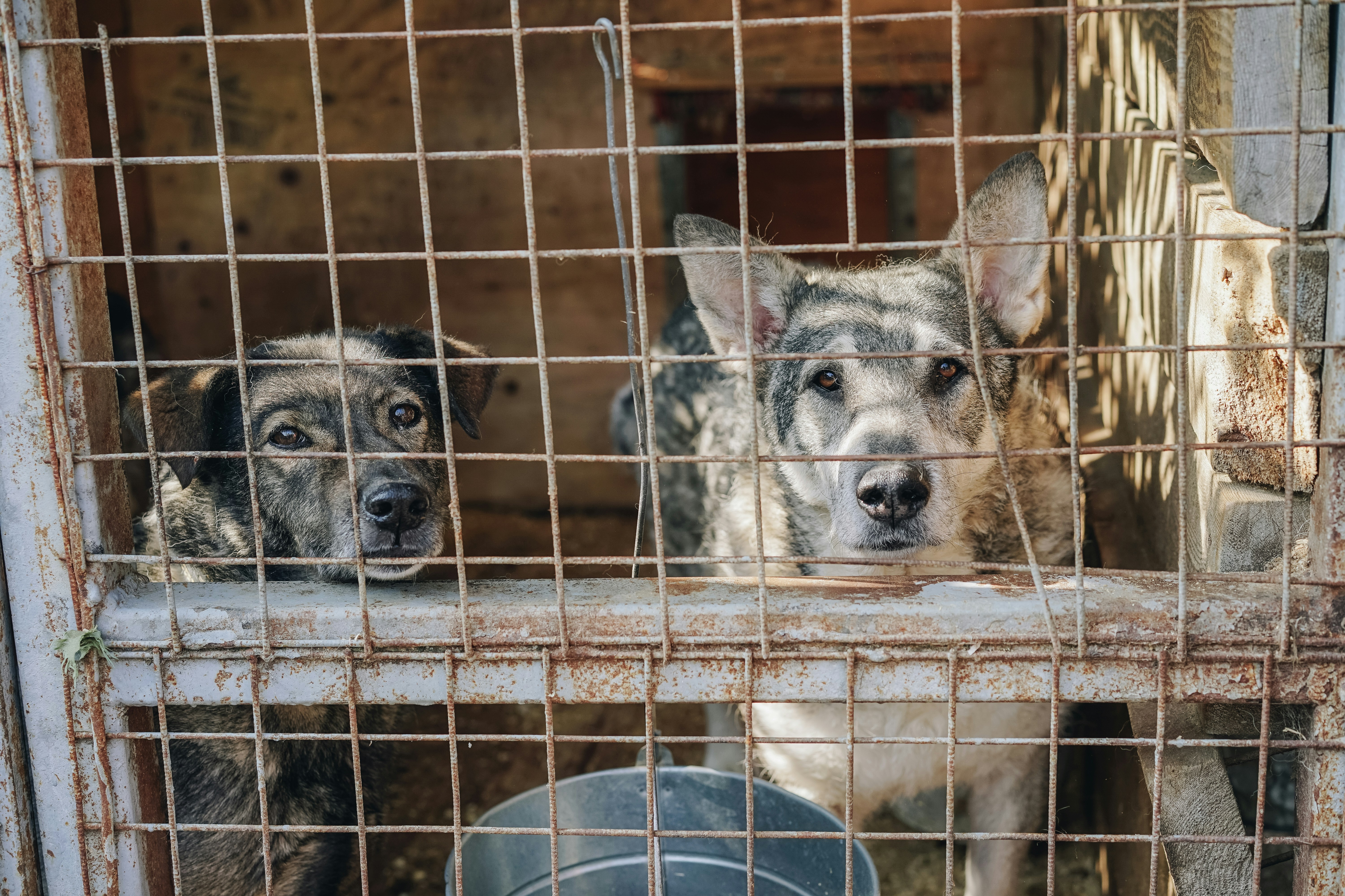Corea del Sur pagará para evitar el sacrificio de perros para consumo humano