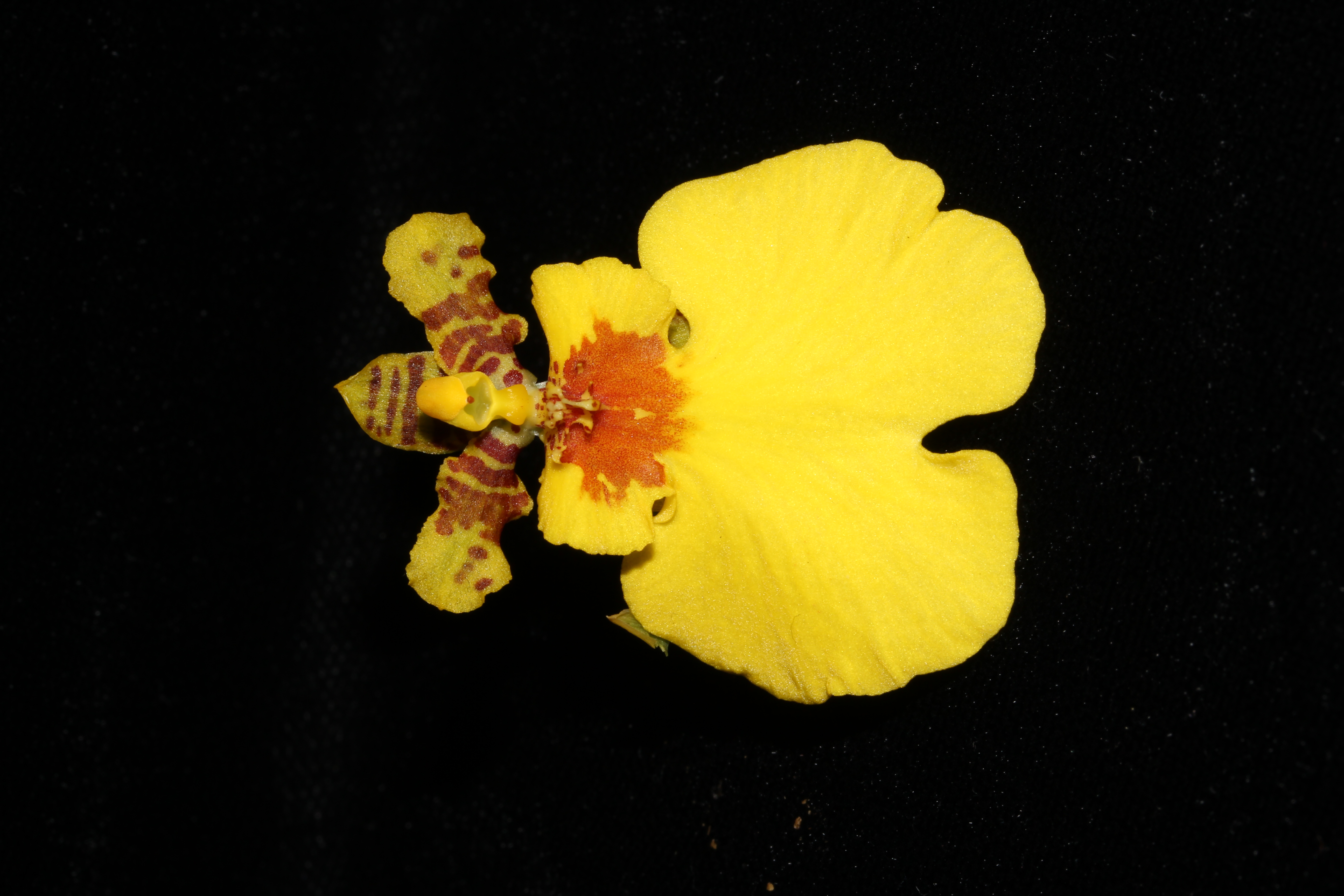 Especie Oncidium “Gower Ramsey”