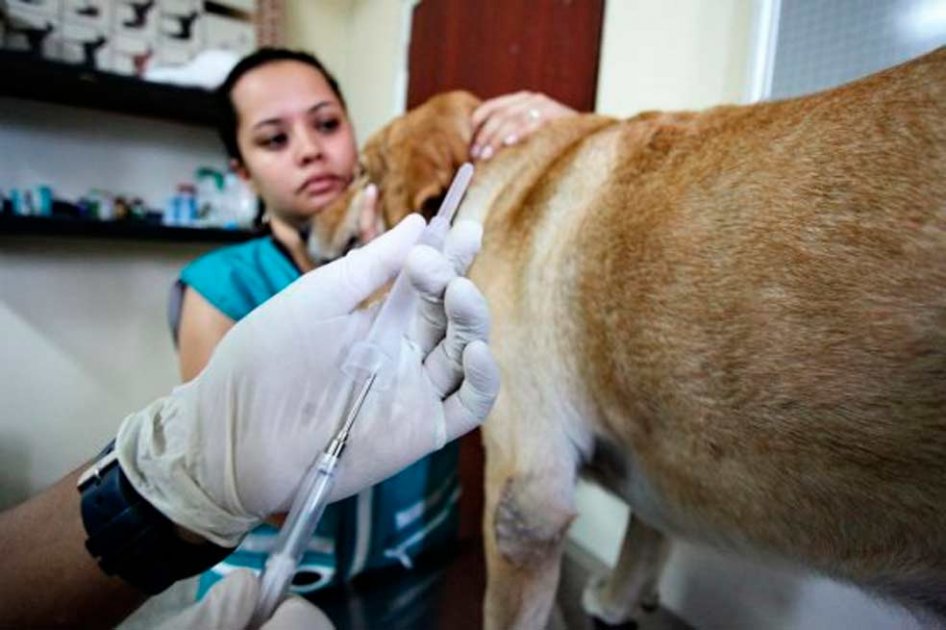 Buscan eliminar sacrificio masivo de animales domésticos