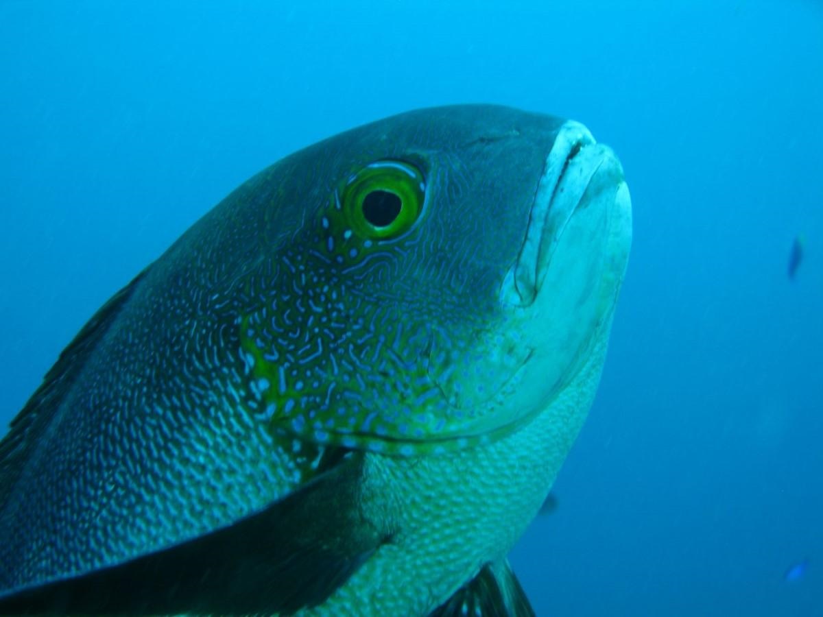Olas de calor marinas provocan cambios moleculares en los peces