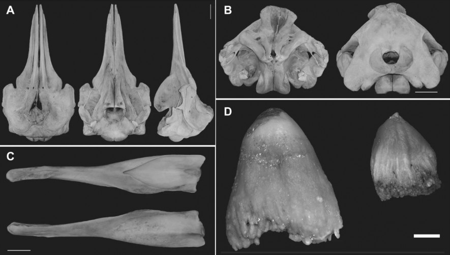 Diferentes vistas del cráneo de la nueva especie de ballena. /Scientific Reports