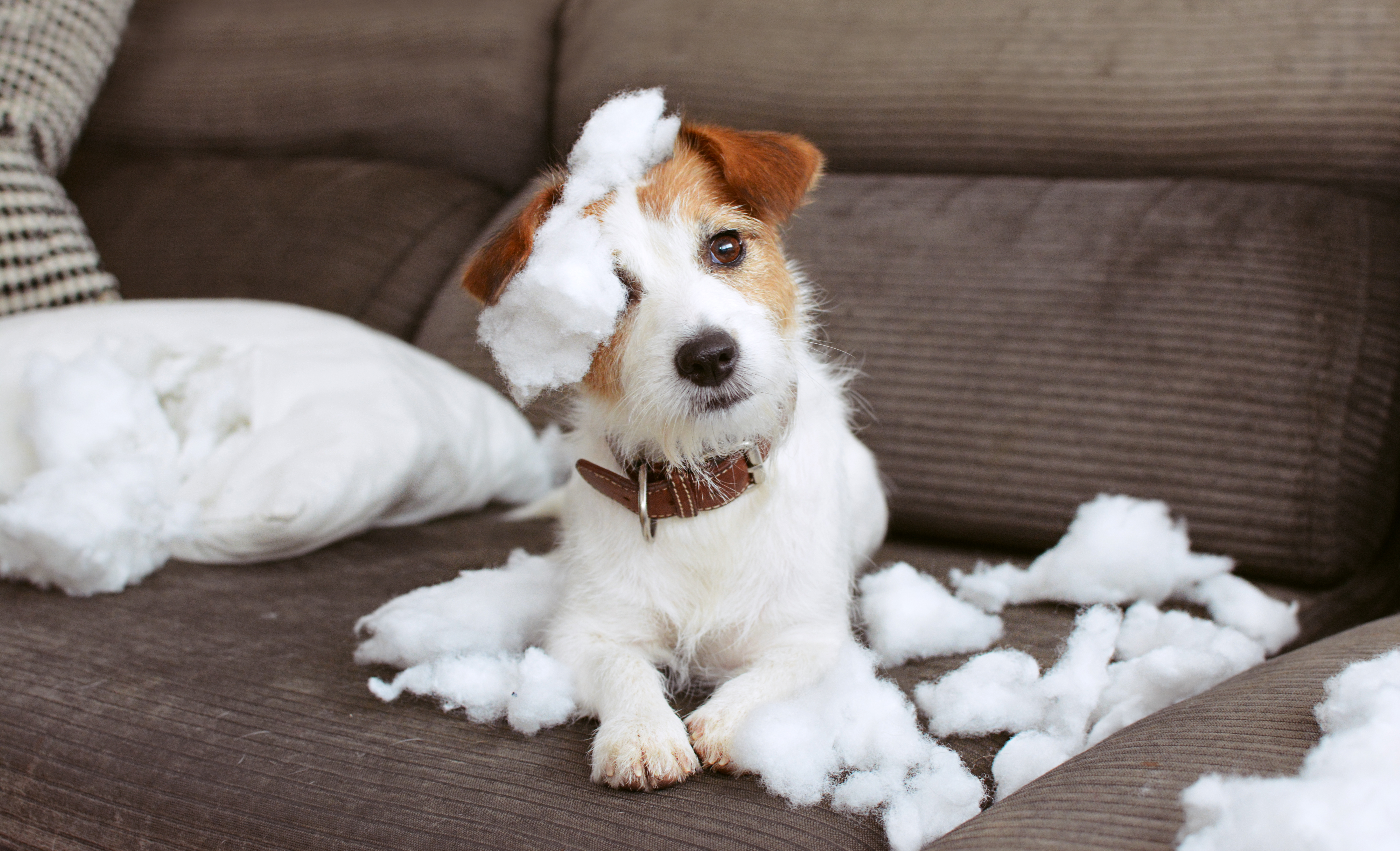 ¿Cómo limpiar orines de perro en pisos de madera, alfombra o sillones?