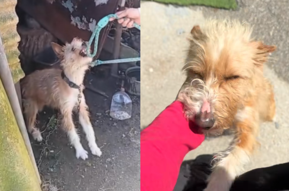 La increíble transformación de un perrito al ser liberado de su cadena: video