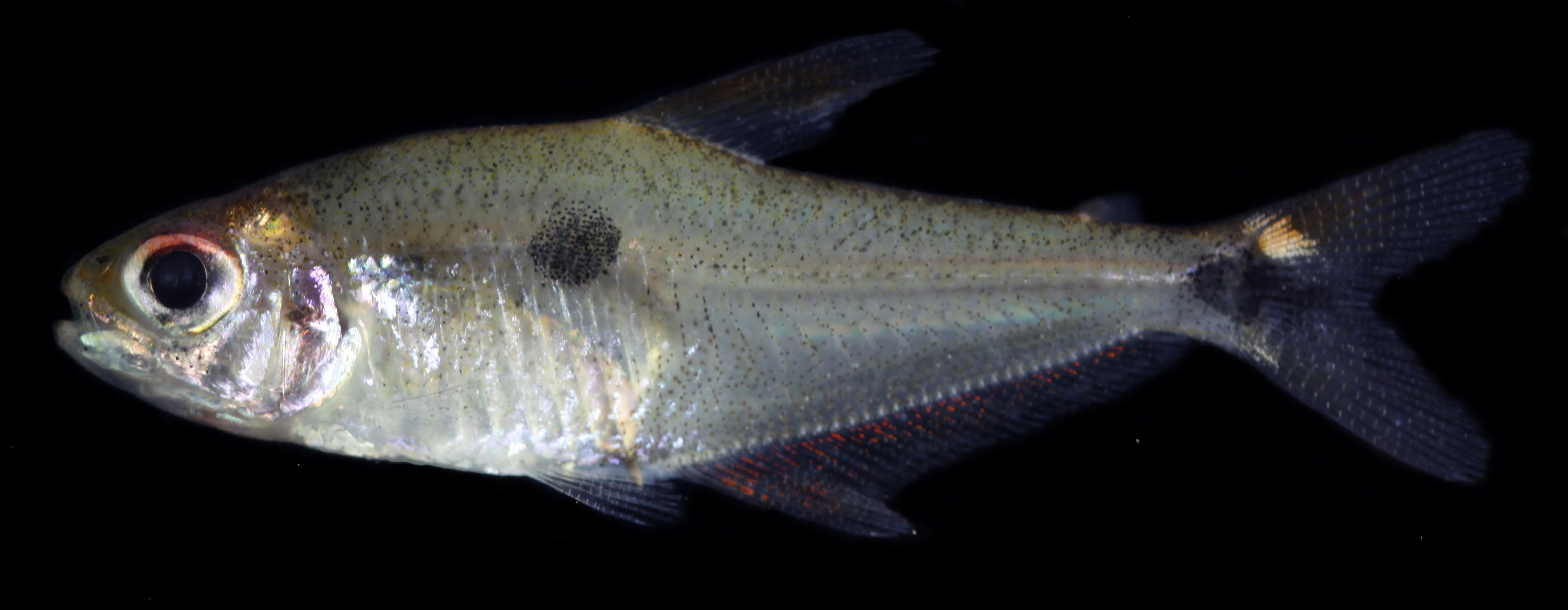 Las cuatro nuevas especies de peces que hallaron en el Amazonas y el Orinoco