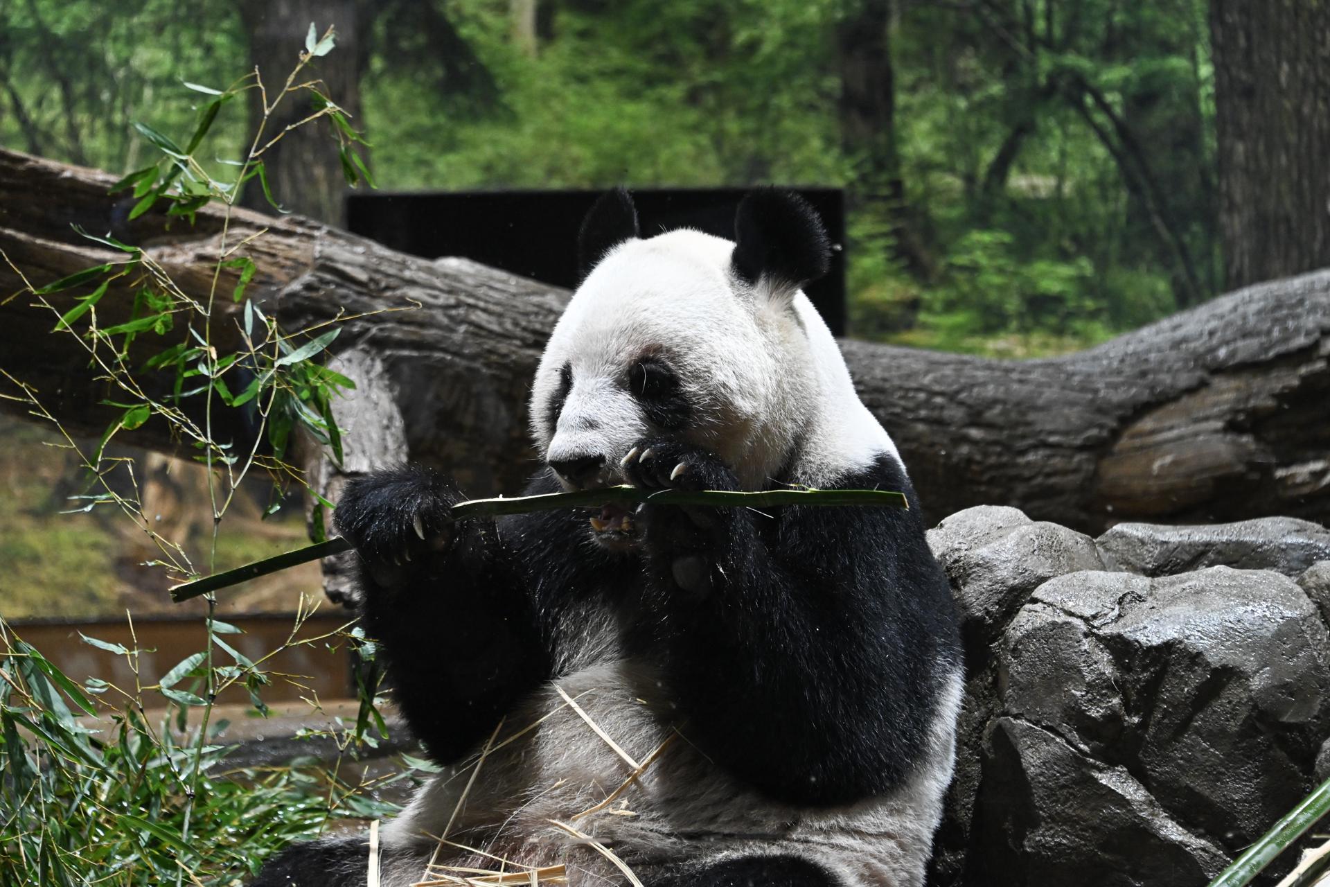 La tensión con China terminó con la diplomacia de los pandas y dejó a Japón sin estos osos