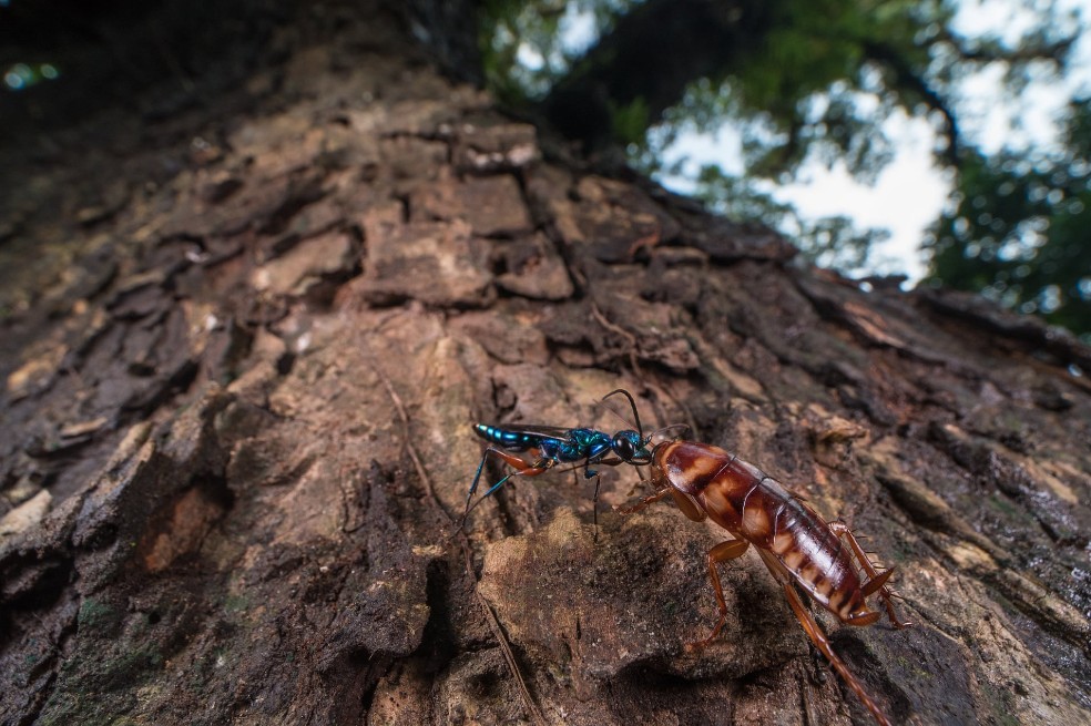 Ripan Biswas llamó a su foto "La caza", que fue tomada en India. Captura el momento de la interacción entre la avispa joya y la cucaracha, una situación que no es nada amistosa.