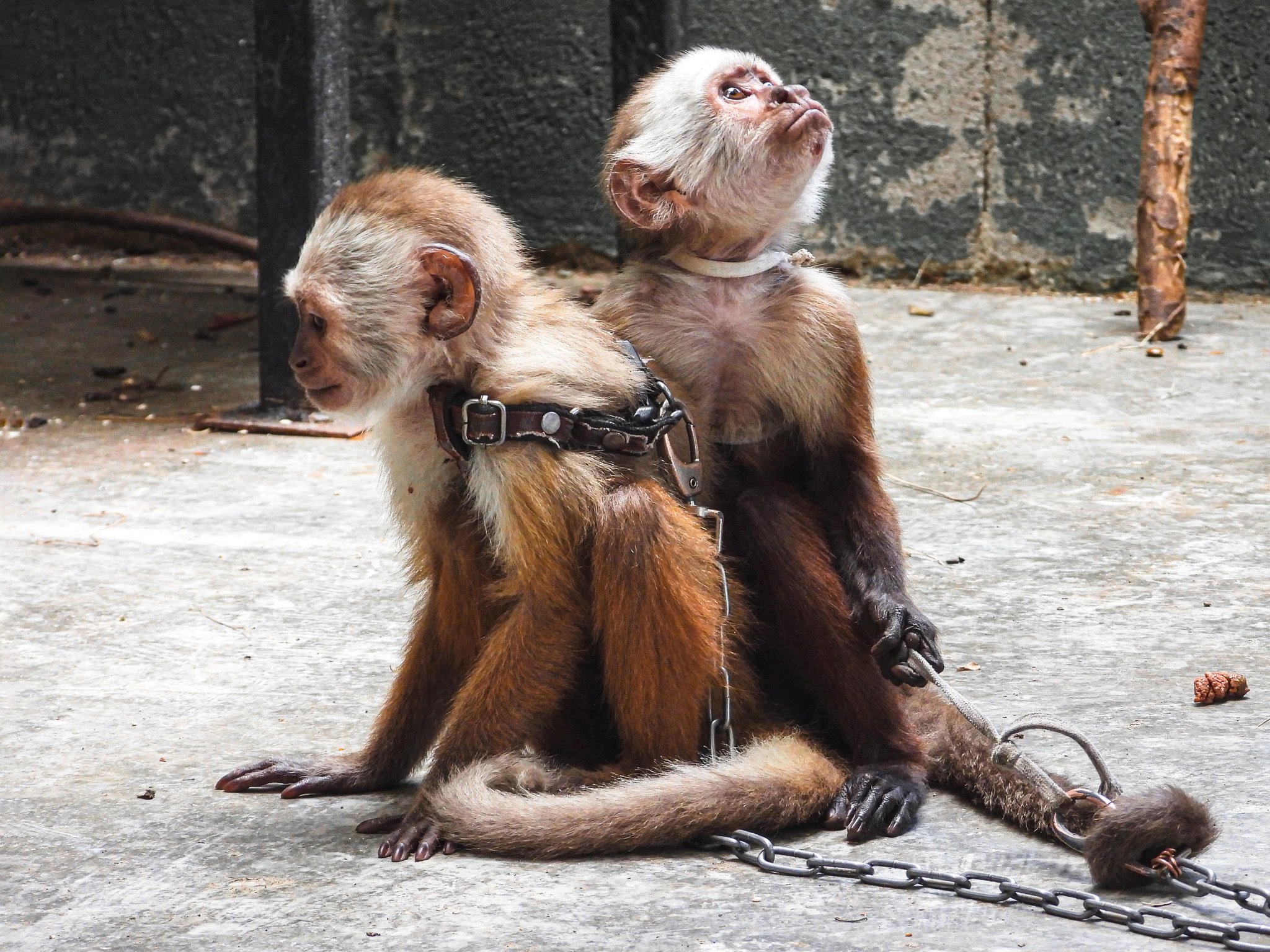 Rescatan dos monos cariblancos que estaban encadenados en una terraza en Medellín