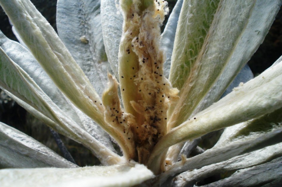 Larva y hongos afectan los frailejones del páramo de Chingaza