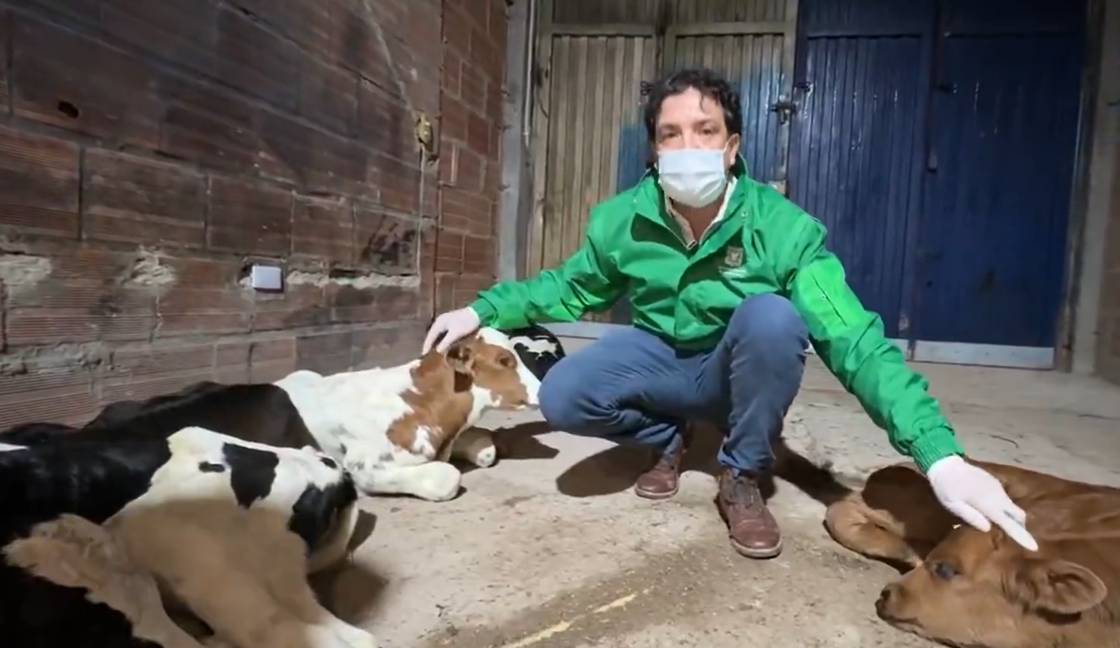 Desmantelan matadero clandestino en Suba: más de 40 animales vivos fueron rescatados
