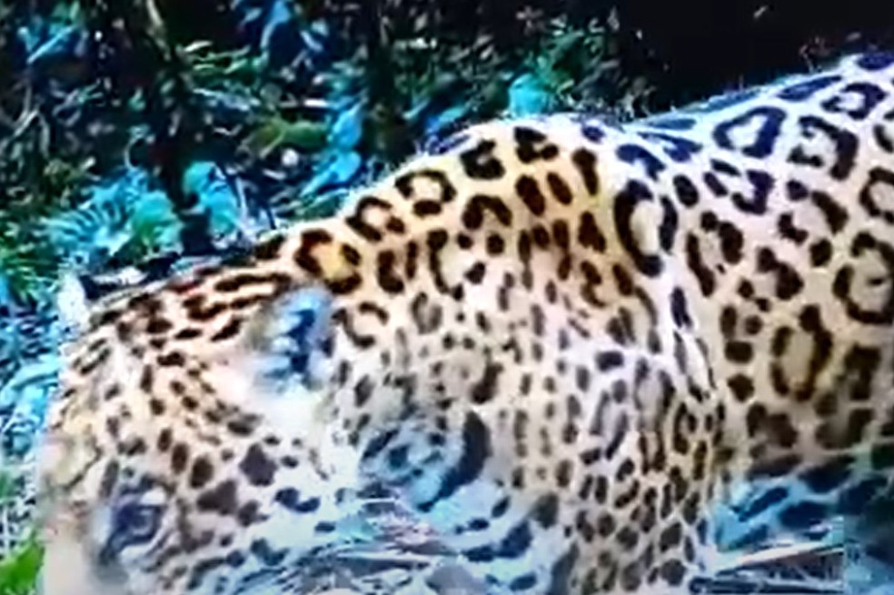 (Video) Confirman primer registro de jaguar en el Huila a través de cámara trampa