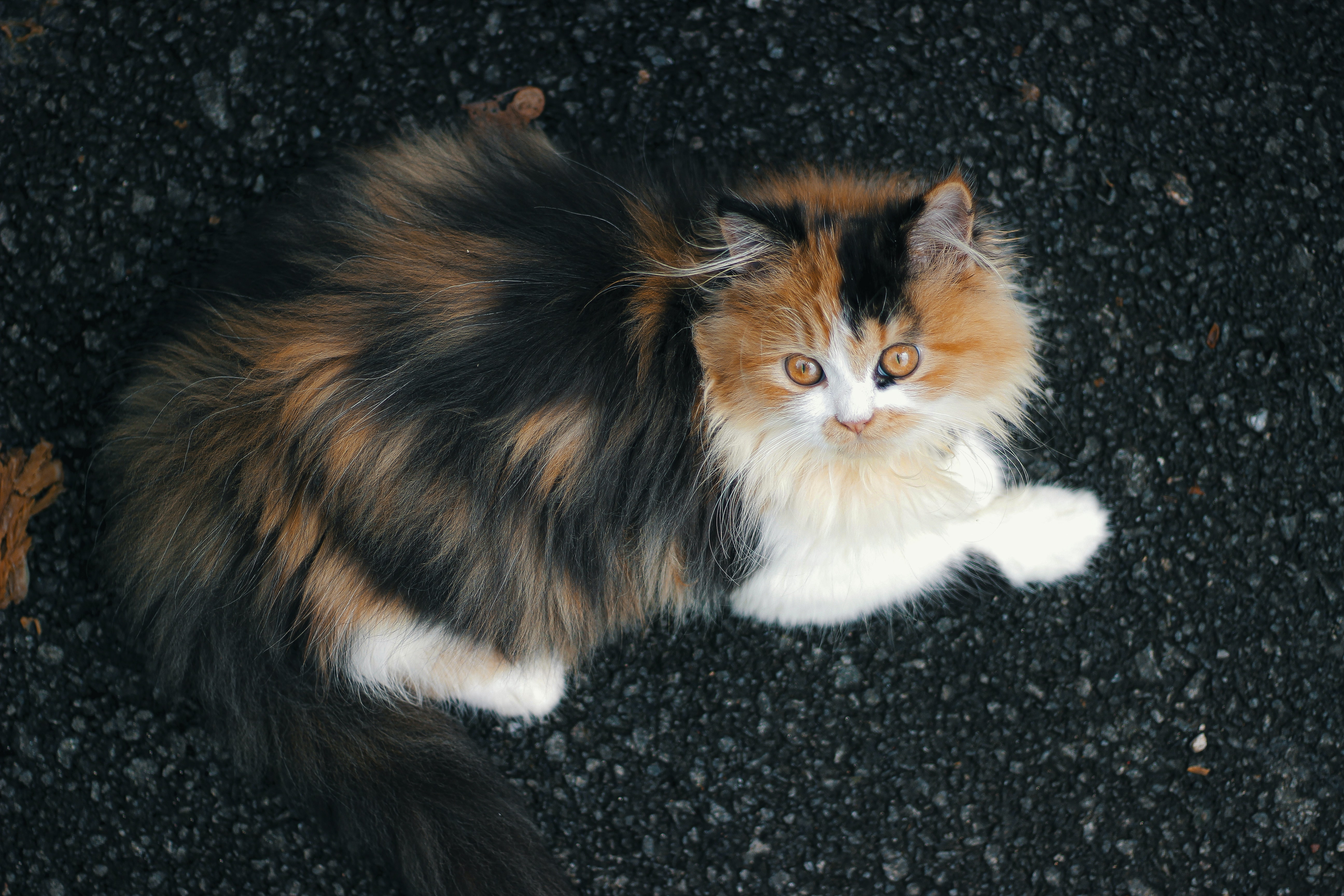 Gatos persas: curiosidades, características y datos de estos felinos