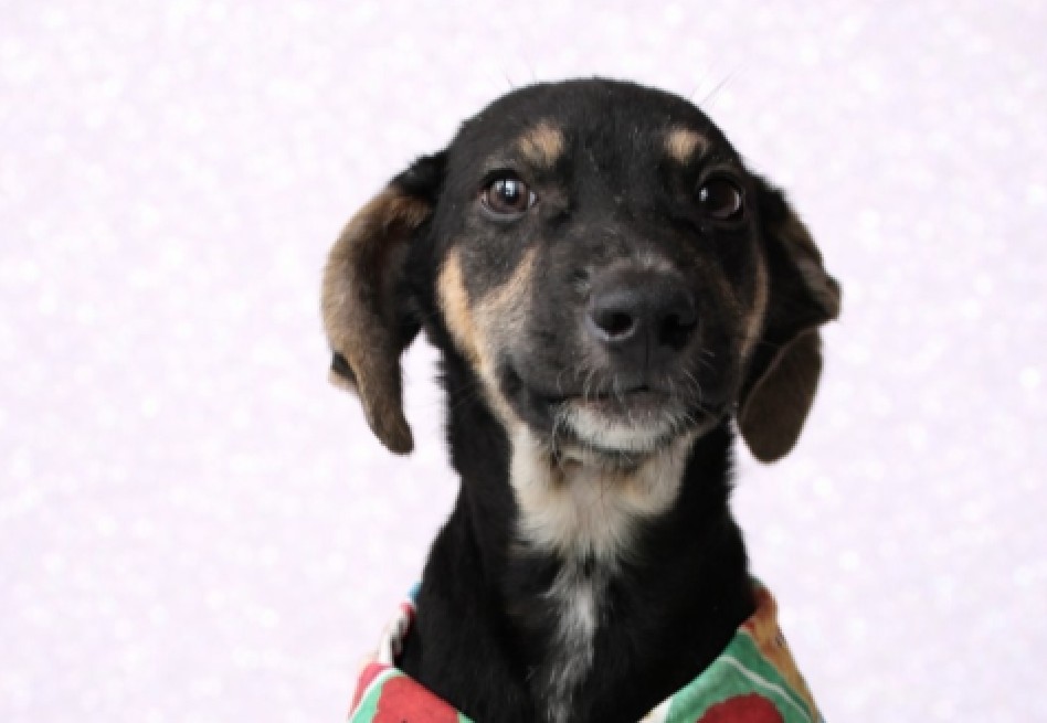 Jagger casi encuentra quien lo adoptara, a sus cinco meses sigue esperando amor