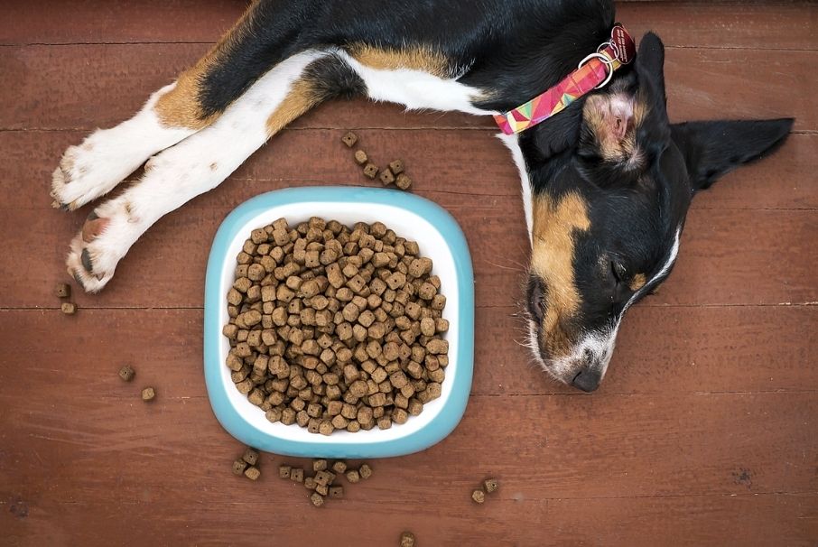 No les des estos alimentos a tu mascota