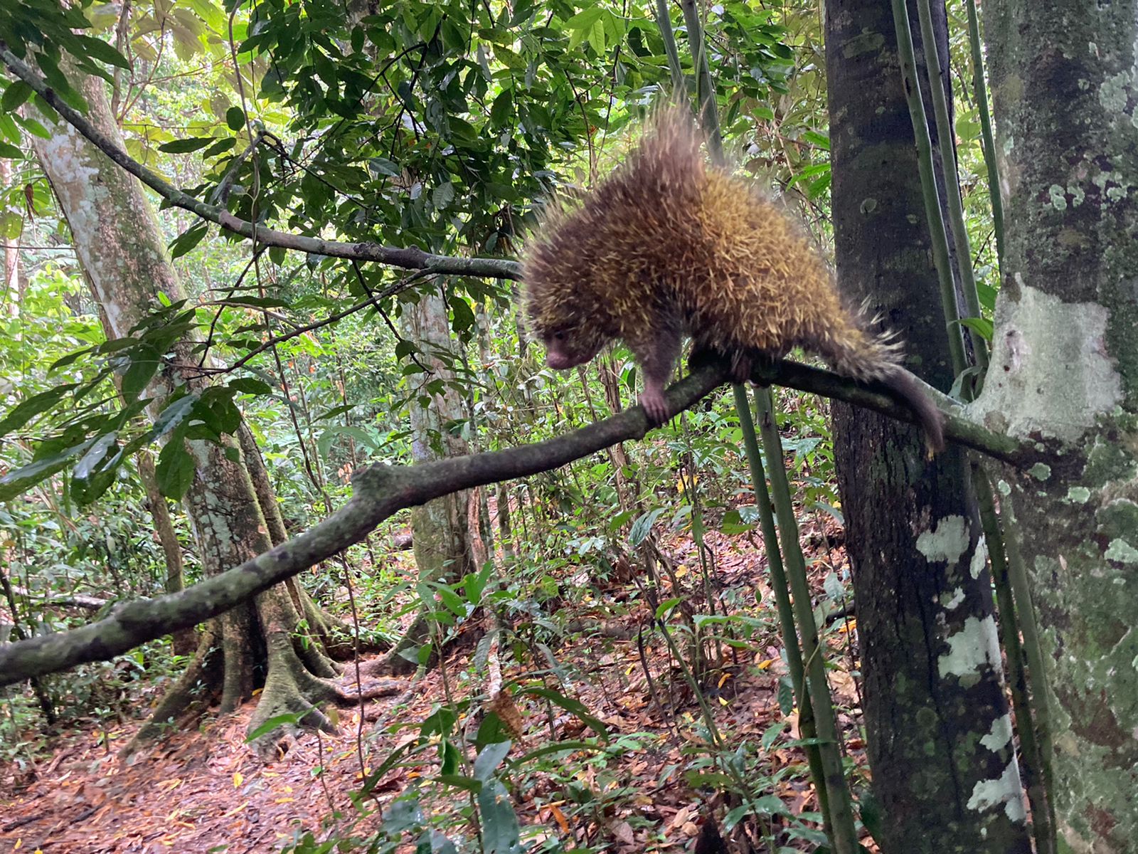 La Corporación invita a las personas a reportar sobre casos de fauna silvestre que se encuentre en espacios urbanos, herida o maltratada.